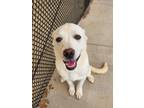 Adopt Emma a Great Pyrenees / Boxer / Mixed dog in Norman, OK (37265136)