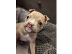 Adopt Jenga a Tan/Yellow/Fawn American Staffordshire Terrier / Mixed dog in
