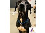 Adopt Hankie a Black Great Dane / Mixed dog in Eighty Four, PA (37264480)