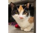 Adopt Rosemary a Domestic Shorthair / Mixed cat in Concord, NH (37264464)