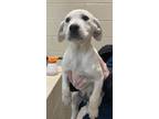 Adopt Moe-15185 a Labrador Retriever / Mixed dog in Covington, GA (37264498)