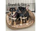 Adopt Skip a Dachshund / Corgi / Mixed dog in Dalton, GA (37264431)