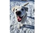 Adopt Gemma a White Great Pyrenees dog in Gardnerville, NV (37264408)