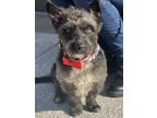 Adopt MOSLEY - perfect little man! a Black Cairn Terrier / Terrier (Unknown
