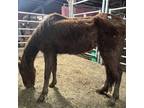 Adopt Neveah a Tennessee Walking Horse / Mixed horse in Hohenwald, TN (37264331)