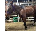 Adopt Finn a Standardbred / Mixed horse in Hohenwald, TN (37264326)