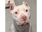 Zahra, American Pit Bull Terrier For Adoption In Des Moines, Iowa