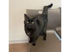 Riley, Domestic Shorthair For Adoption In Janesville, Wisconsin