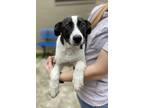 Adopt Willow-15189 a Border Collie