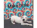 Adopt Mako a Pit Bull Terrier, Mixed Breed