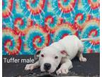 Adopt Tuffer a Pit Bull Terrier, Mixed Breed