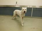 Adopt LILY a Dogo Argentino
