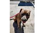 Adopt JACKSON a American Staffordshire Terrier