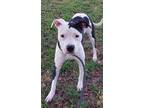 Adopt PALOMA a American Staffordshire Terrier