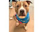Adopt BRANTLEY a American Staffordshire Terrier