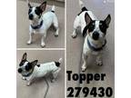 Adopt TOPPER a Parson Russell Terrier