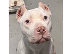 Adopt Zahra a Pit Bull Terrier
