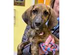 Adopt Festus a Black Mouth Cur, Mixed Breed