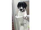 Adopt Darla a German Shorthaired Pointer, Mixed Breed
