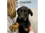 Adopt Dagnabit a German Shepherd Dog, Doberman Pinscher