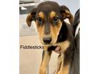 Adopt Fiddlesticks a German Shepherd Dog, Doberman Pinscher