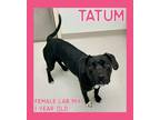 Adopt Tatum a Black Labrador Retriever dog in Danville, IN (34645155)
