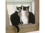 Adopt Stash and Patch (bonded pair) a Tuxedo