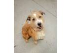 Adopt Maddie a Border Terrier, Mixed Breed