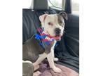 Adopt Jam a American Staffordshire Terrier