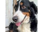 Adopt Diane a Bernese Mountain Dog