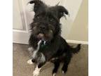 Adopt Sunny a Wirehaired Terrier