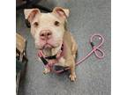 Adopt BARBIE a Pit Bull Terrier, Mixed Breed