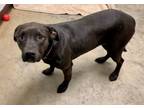 Adopt Sawyer Ann a Black Labrador Retriever