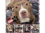 Adopt GINA a Pit Bull Terrier