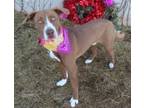 Adopt JONAGOLD a Pointer, Mixed Breed