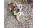 Adopt COCO 388344 a Hound, Yellow Labrador Retriever