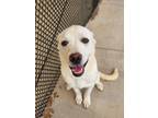 Adopt Emma a Great Pyrenees, Boxer