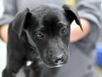 Adopt Audra a Labrador Retriever, Doberman Pinscher