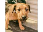 Adopt Chewbaca - Claremont Location a Border Terrier