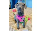 Adopt Emily Rose a Dachshund, Mixed Breed