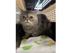 Adopt Toph a Exotic Shorthair
