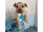 Adopt Selena 23-02-034 a Boxer, Pit Bull Terrier