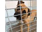 Adopt Natasha 23-02-034 a Boxer, Pit Bull Terrier