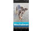 Adopt Mochabean a Pit Bull Terrier, Great Dane