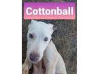 Adopt Cottonball a Pit Bull Terrier, Labrador Retriever