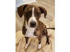 Adopt Trixie (ID#1086) a Boston Terrier