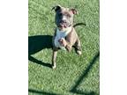 Adopt Pizookie a American Staffordshire Terrier