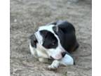 Adopt Obi a Pit Bull Terrier