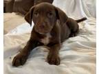 Adopt Hershey a Labrador Retriever, Pit Bull Terrier