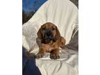 Adopt Betty a Coonhound, Labrador Retriever